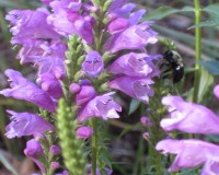 native plants 052.jpg
